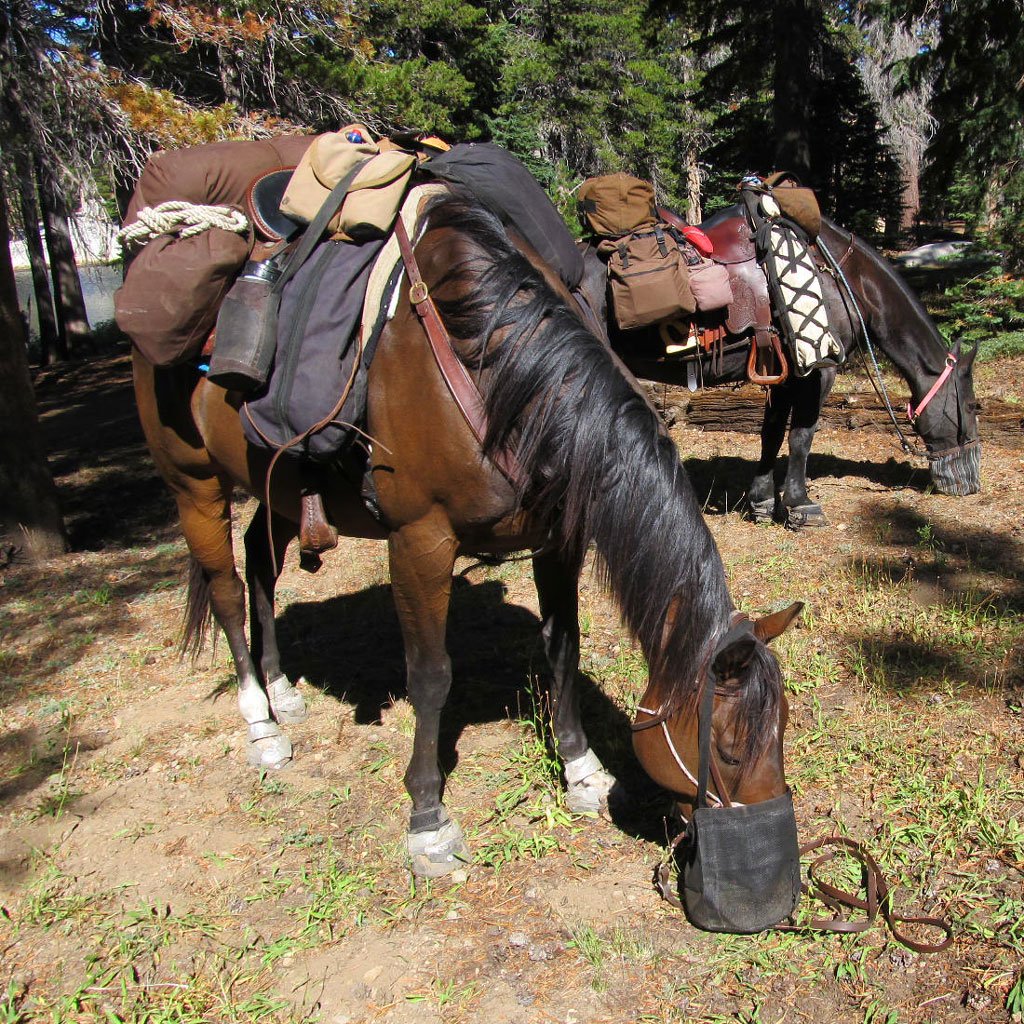 Mules Animal – All About These Reliable Pack Animals!