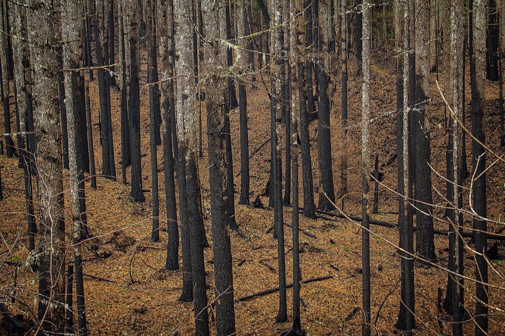 Herculean volunteer effort opens the PCT in the Columbia River Gorge ...