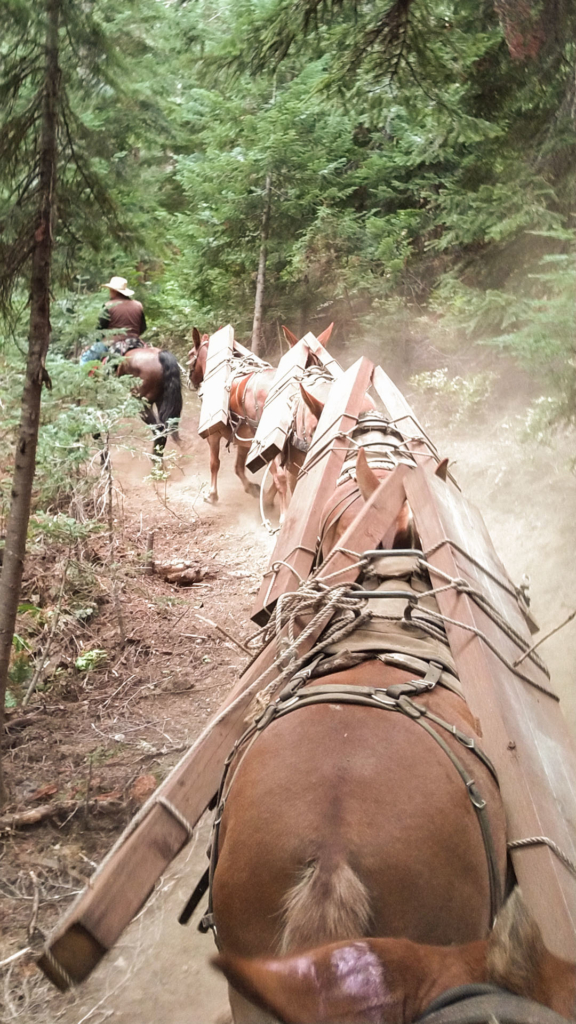 High Sierra Pack Trips; Horseback Riding; Mule Packing; John Muir Trail  Packing; Horse Drives; Outfitters;Packing Schools