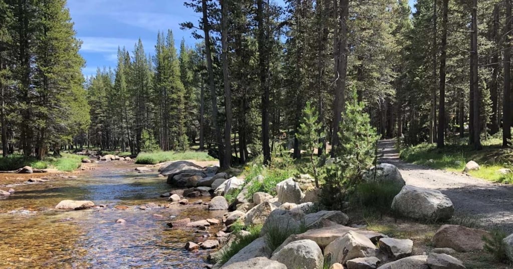 are dogs allowed in tuolumne meadows